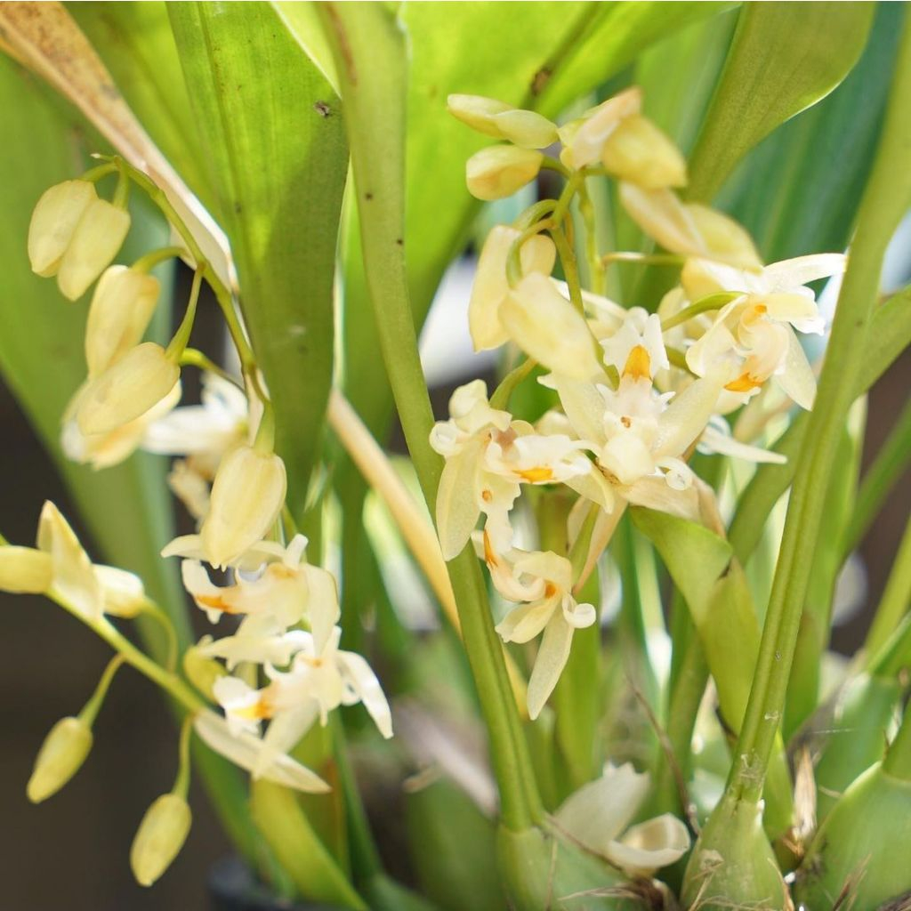 anggrek Chelonistele sulphurea berbunga wangi