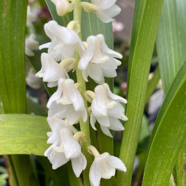Anggrek pholidota ventricosa dewasa berbunga harum
