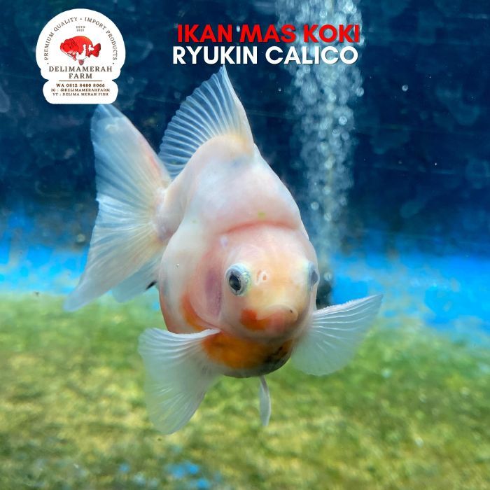 IKAN MAS KOKI RYUKIN CALICO CM PREMIUM QUALITY LANGKA