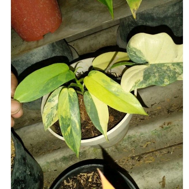 philodendron violin Variegata Real Pict