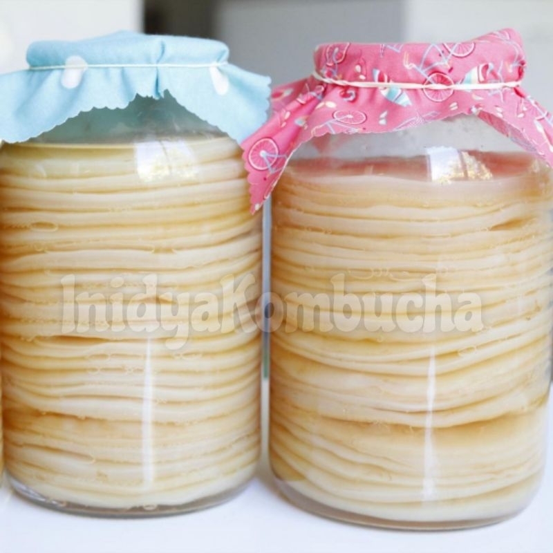 

SCOBY KOMBUCHA/JAMUR DIPO/JAMUR WONG PREMIUM
