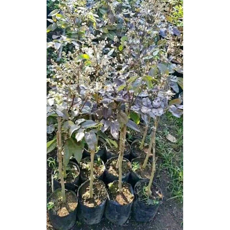 bibit kelengkeng merah berbunga