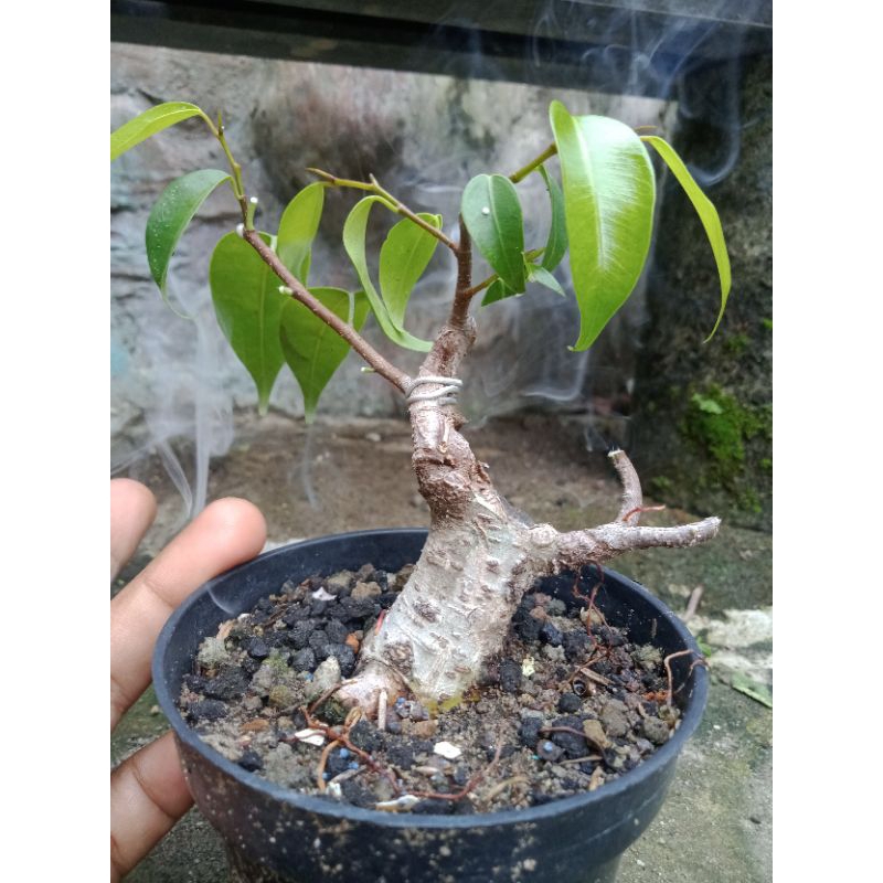 bahan bonsai beringin benjamina real pict