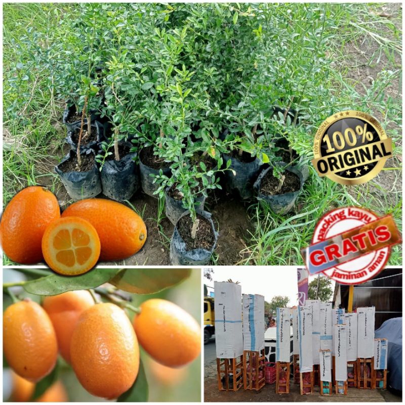 bibit Tanaman Buah jeruk kimkit