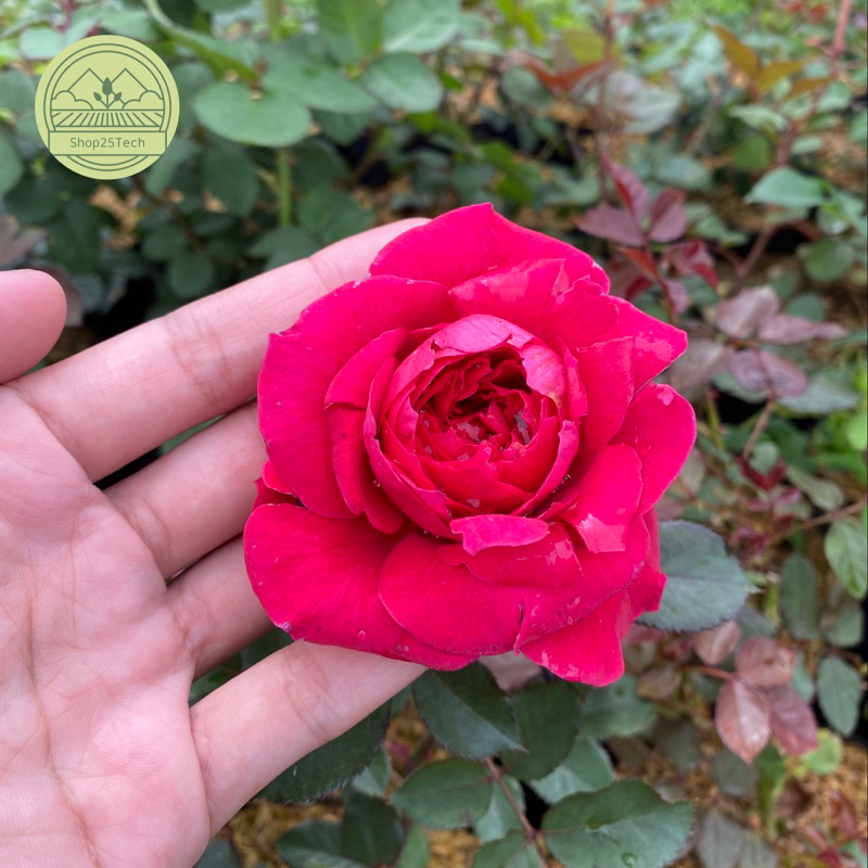 Bunga mawar import James Park