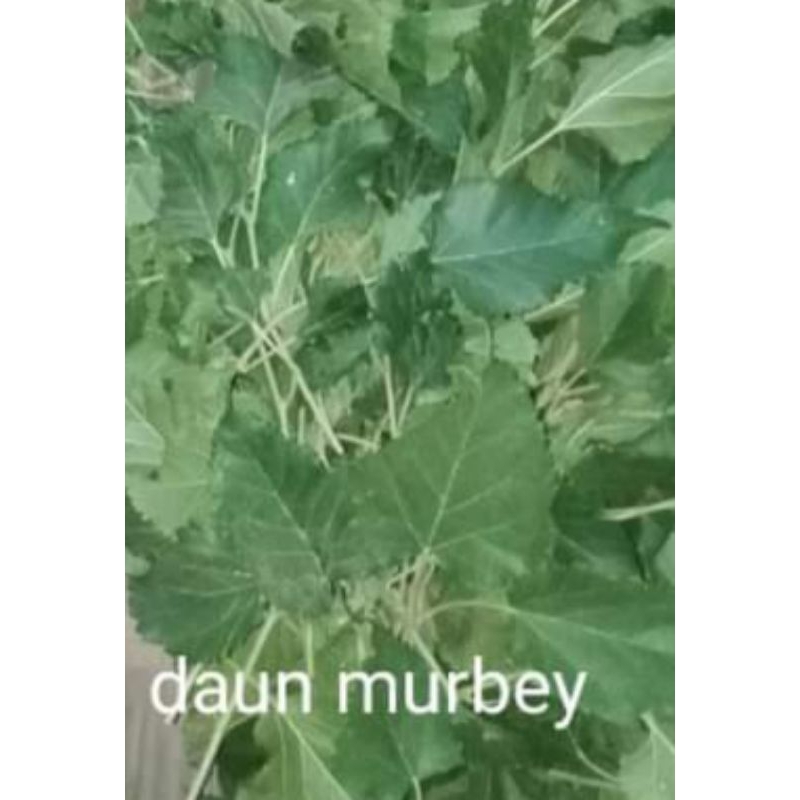 

DAUN MURBEY KERING