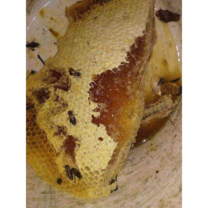 

Madu Murni Nektar Alam bukan madu Ternak