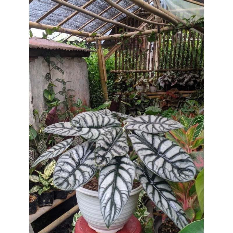 Siap pajang indukan alocasia Dragon Silver alokasia dragon silver lumbu tengkorak