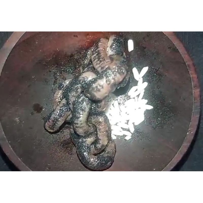 rantai bumi RB original alami