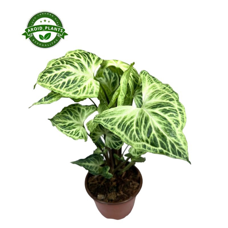 Tanaman Hias Syngonium Batik - Pohon Syngonium Batik