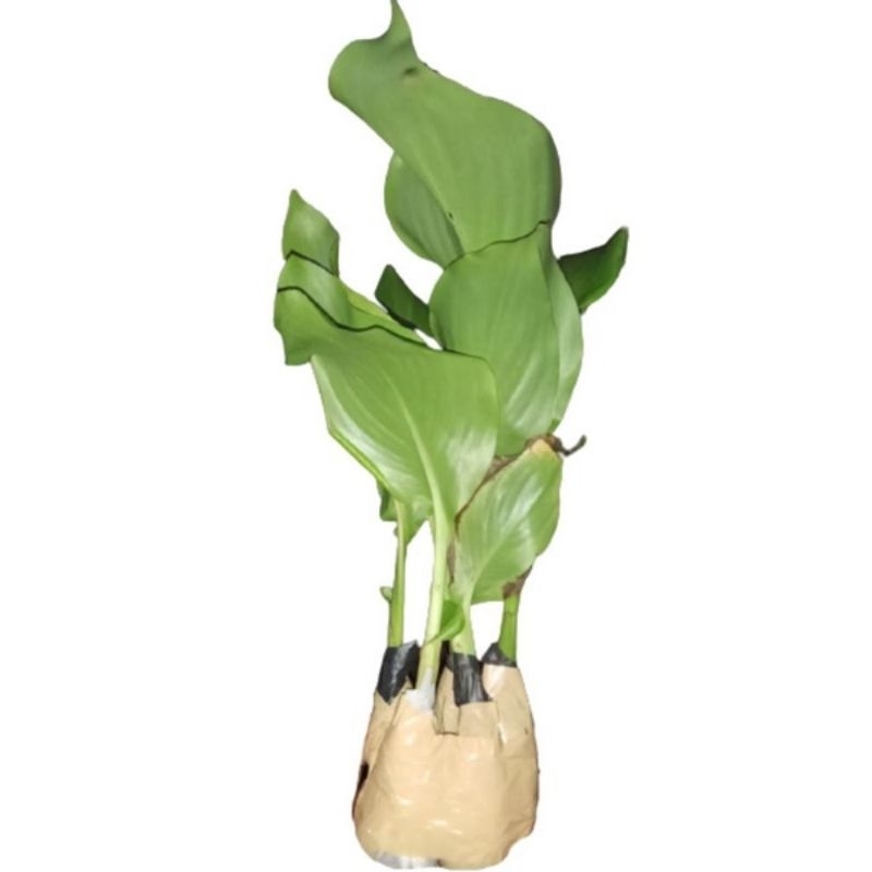 Bibit Umbi Ganyong Putih Tinggi 30-35cm