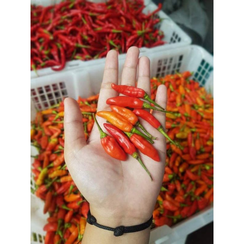 

Cabe/Cabe rawit merah/cabai rawit hijau/cabai merah/cabai hijau