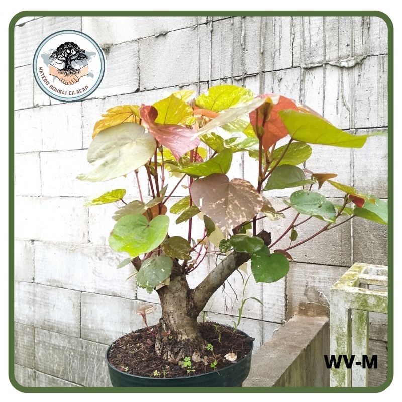 [PROGRAM] Bahan Bonsai Waru Varigata Program Batang Medium,Waru Program Akar | Hetero Bonsai