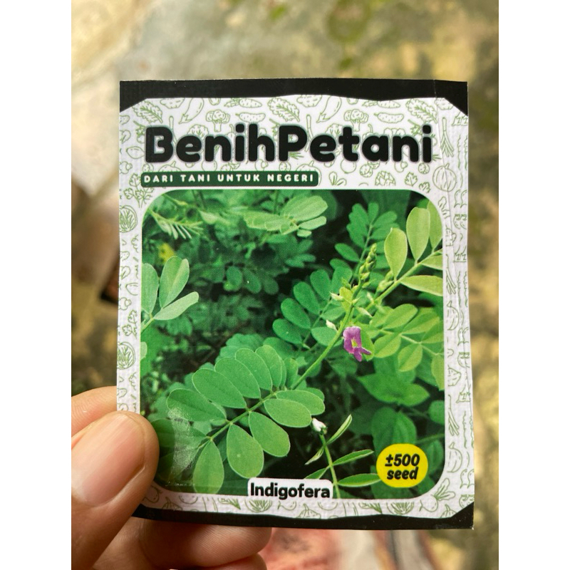 500 Benih bibit rumput INDIGOFERA pakan ternak modern kaya protein nitrogen fosfor dan kalsium