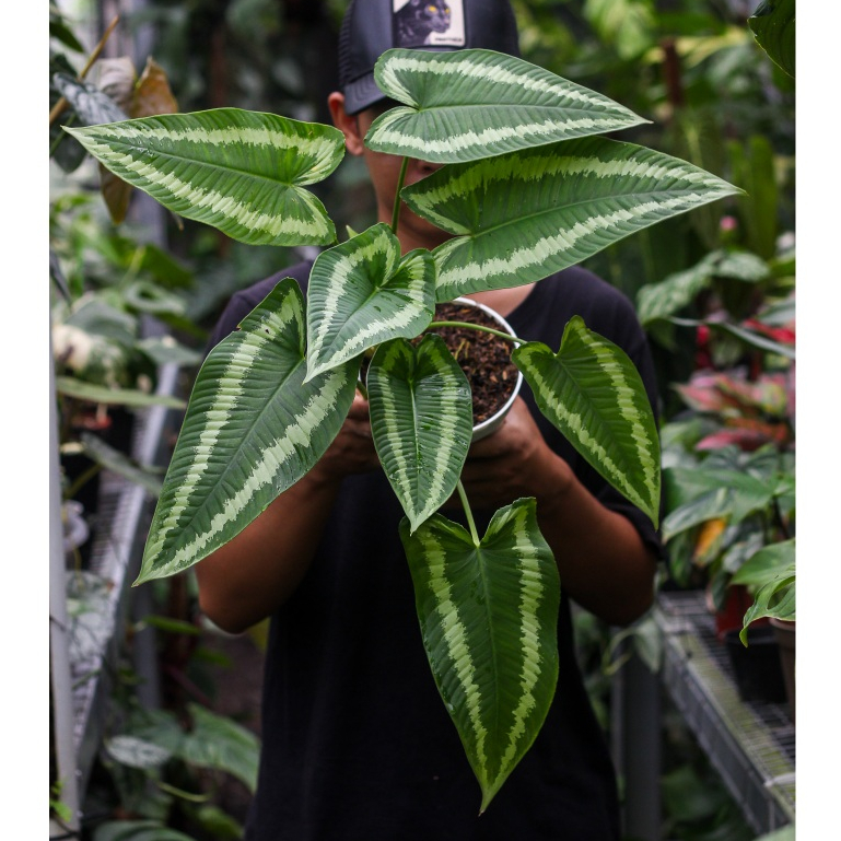 Schismatoglottis Wallichii