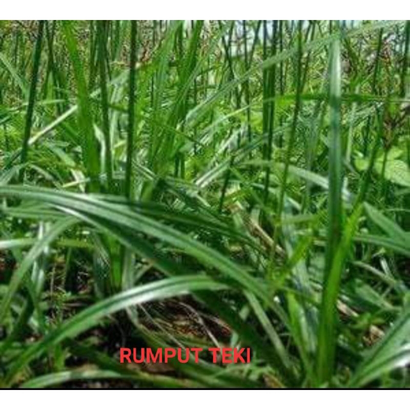 

RUMPUT TEKI KERING
