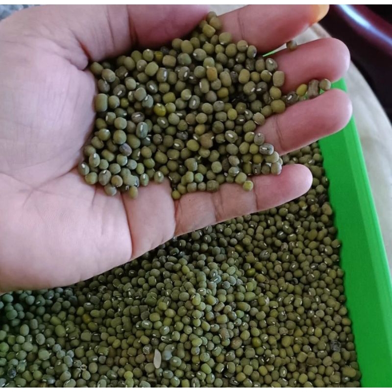 

KACANG HIJAU MURAHH HEMAT 1KG!!!!