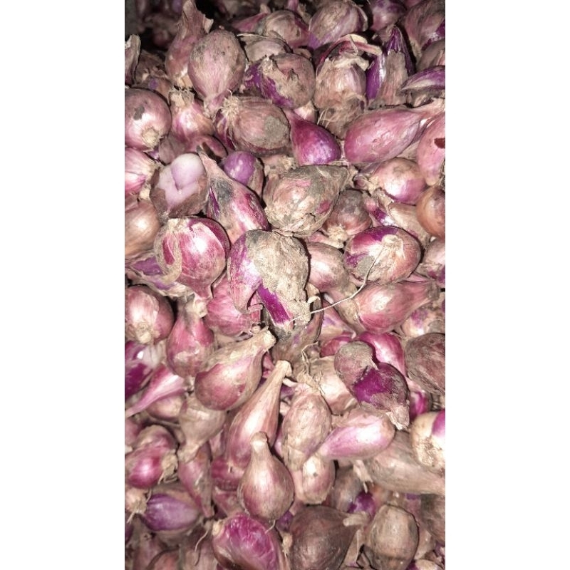 

Bawang Brebes Asli Super 1 Kilo