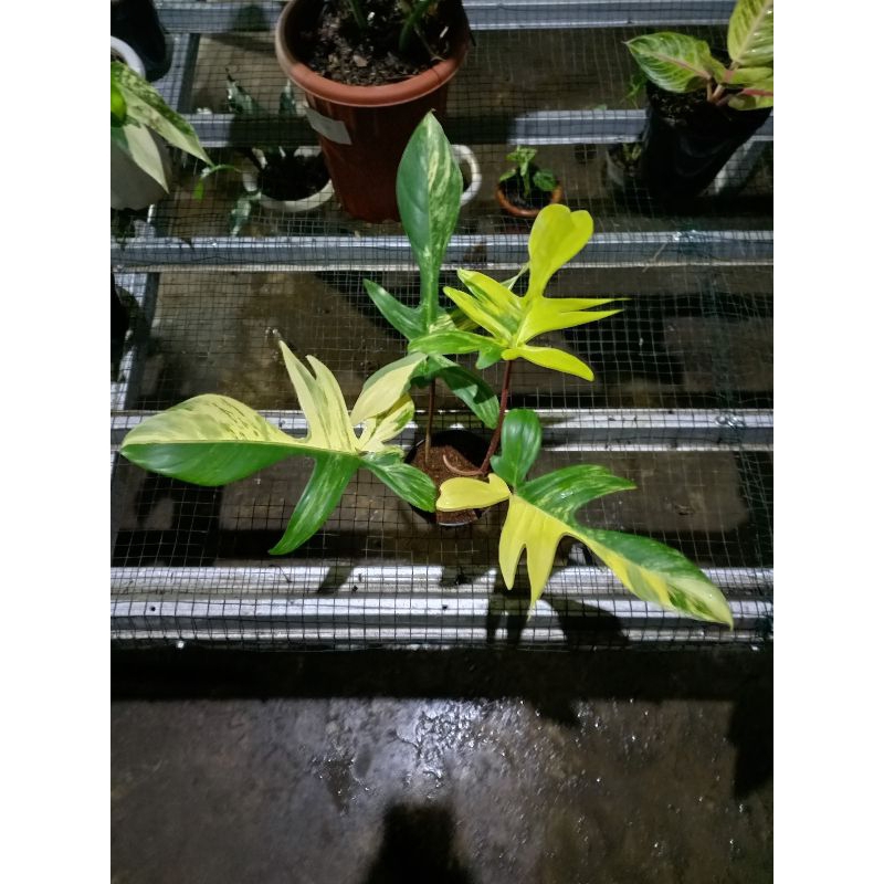 philodendron florida beuaty varigata