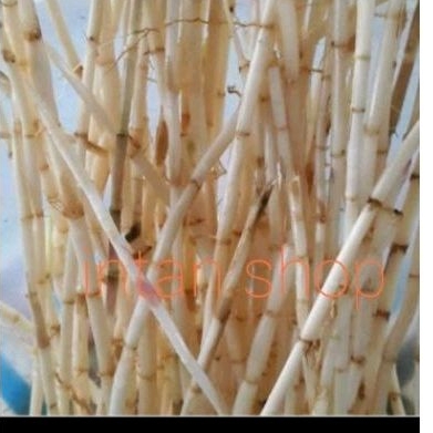 

akar ilalang sgar alang alang herbal 500 gr