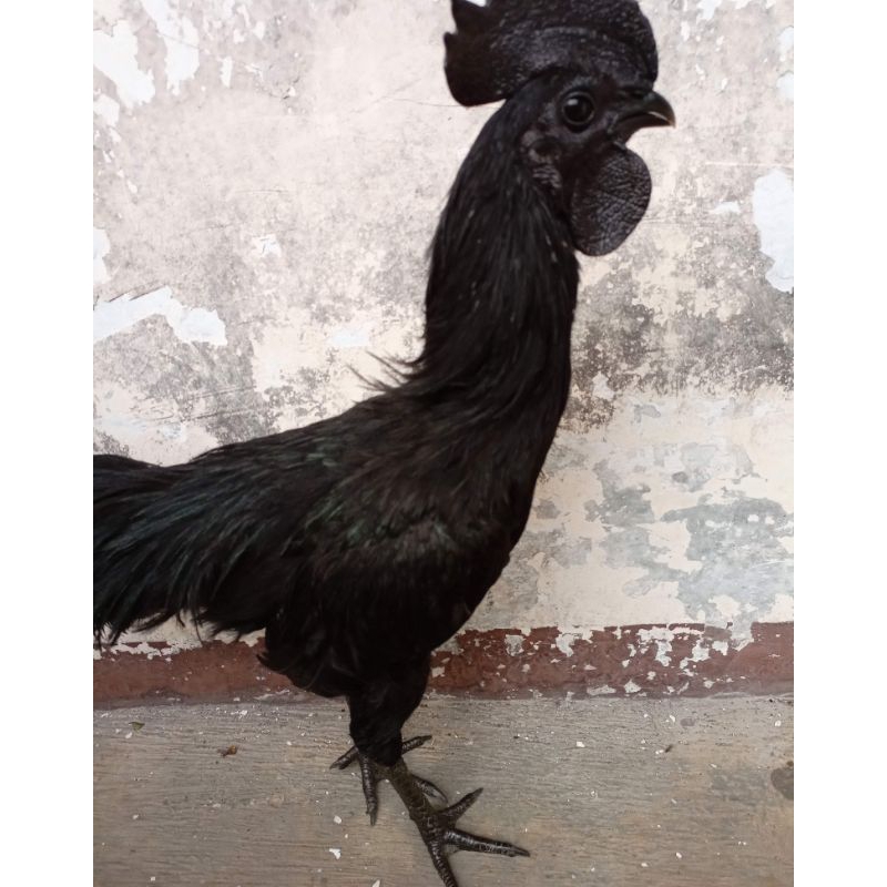 ayam cemani