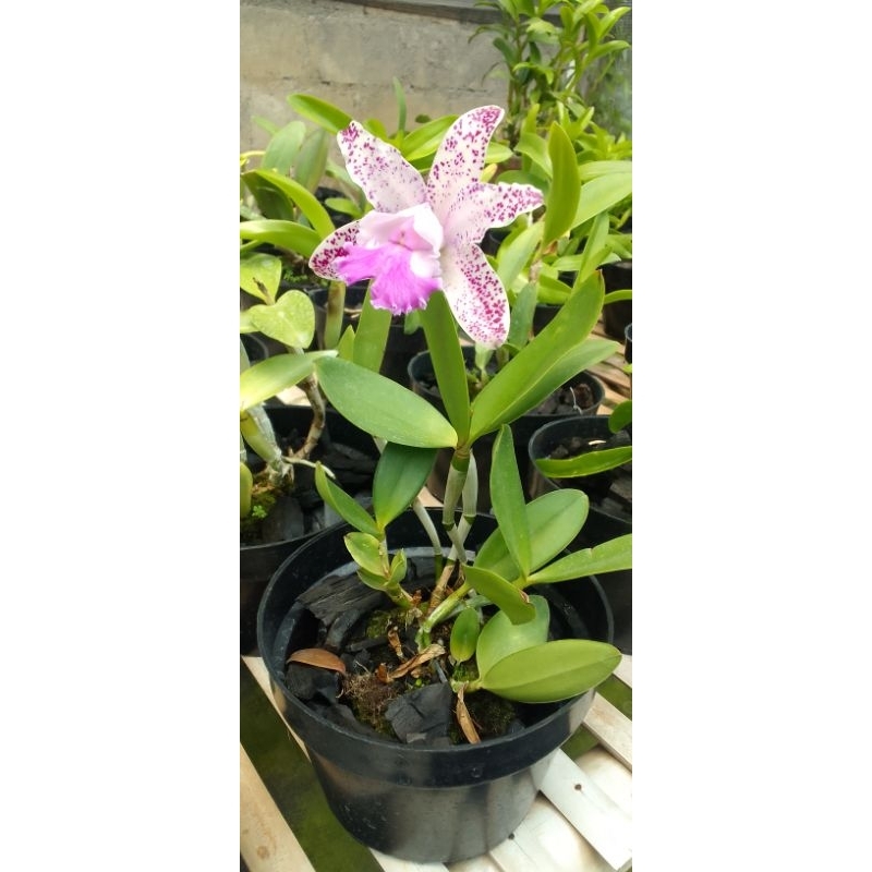 anggrek bunga / cattleya