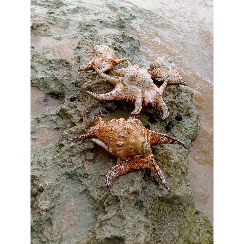 CANGKANG BESAR KERANG LAUT SPIDER CONCH UNTUK KOLEKSI PENGGEMAR KERANG LAUT