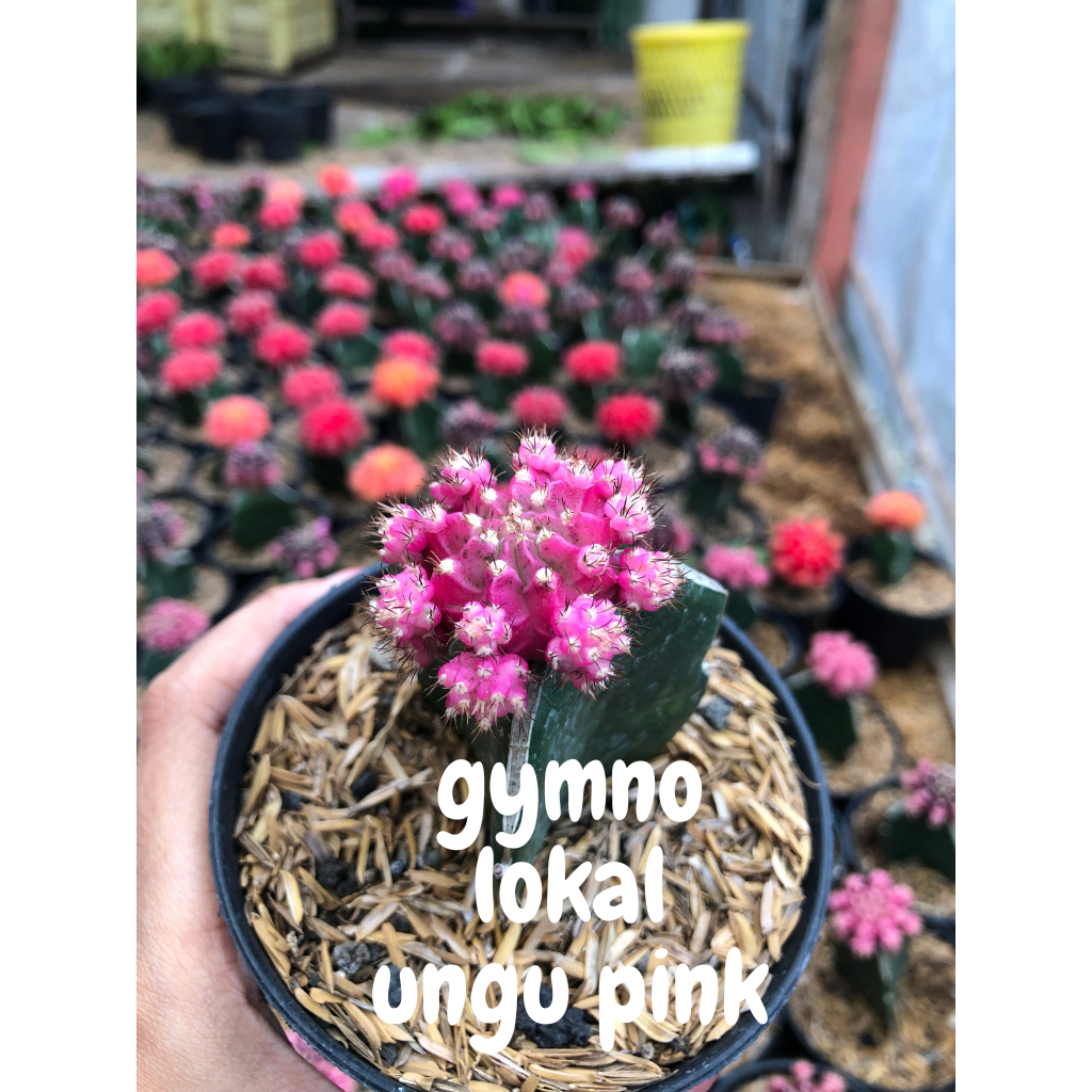 kaktus grafting gymno lokal ungu pink