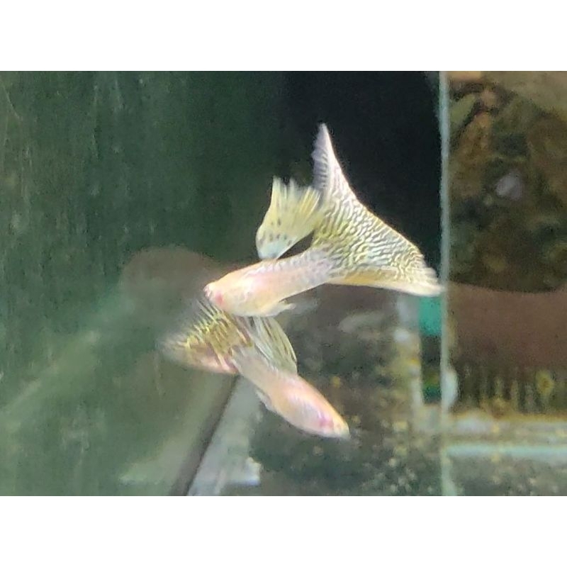 Guppy Albino Yellow Cobra Berkualitas Pasangan