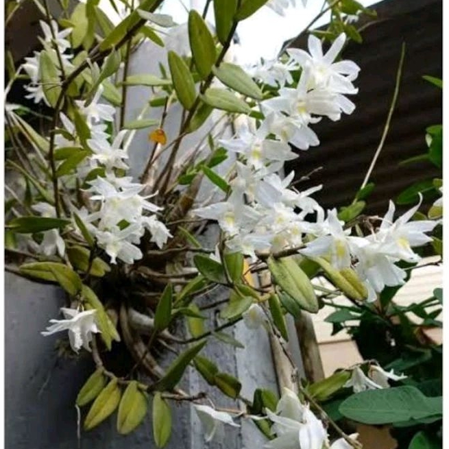 Spek Bunga Tanaman Hias Anggrek Wangi - Anggrek Dendron Spesies