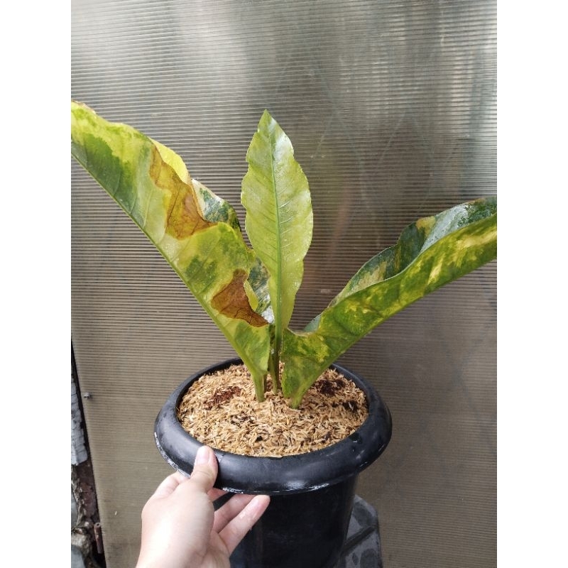 anthurium hokeri pink ( karakter warna orange) daun lebar