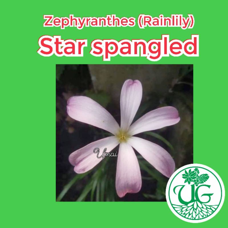 Umbi zephyranthes Star Spangled ( zephyranthes / Rain lily )