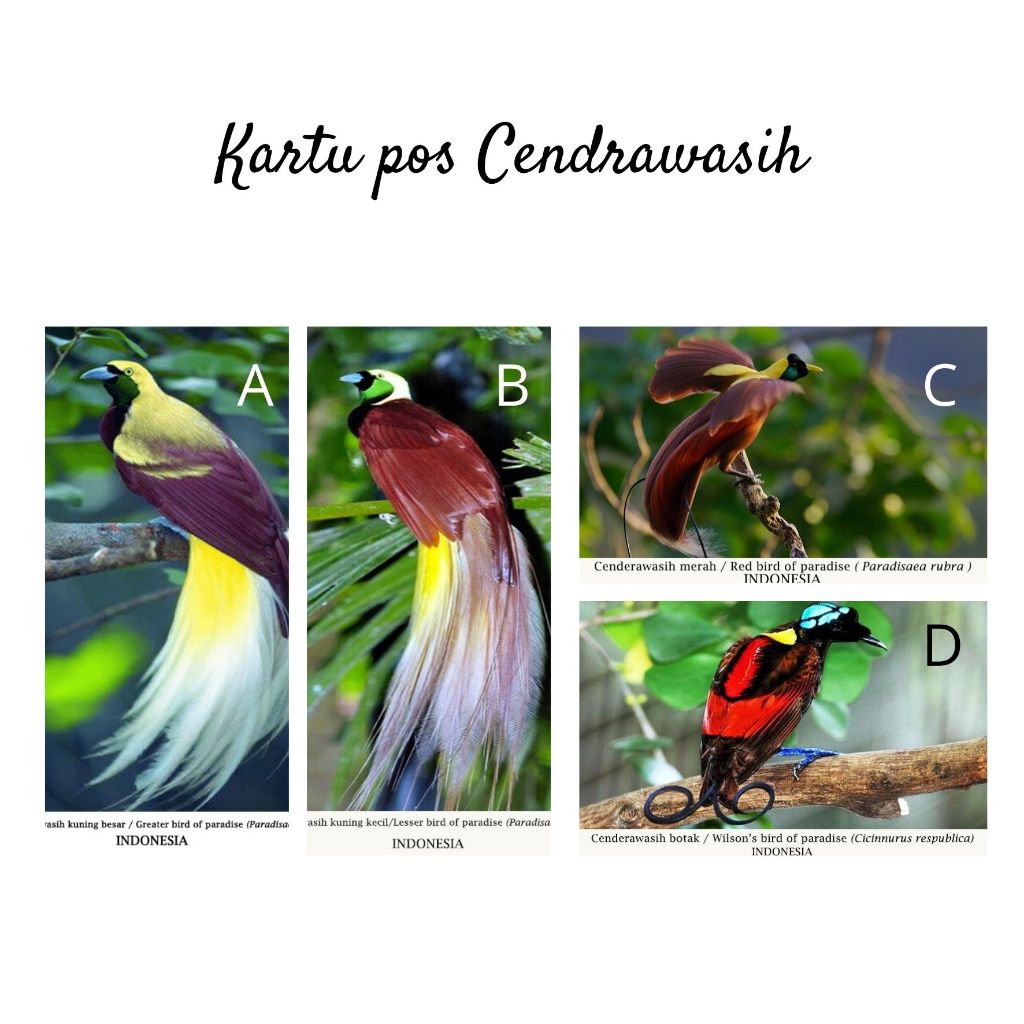 

MC- Kartu pos kartupos Burung Cendrawasih / Birds of Paradise Postcard