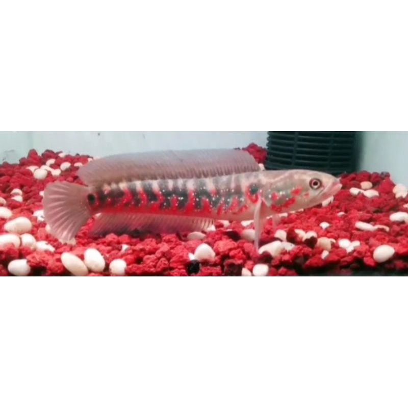 Channa Asiatica Red Stripe Size 16-17 cm