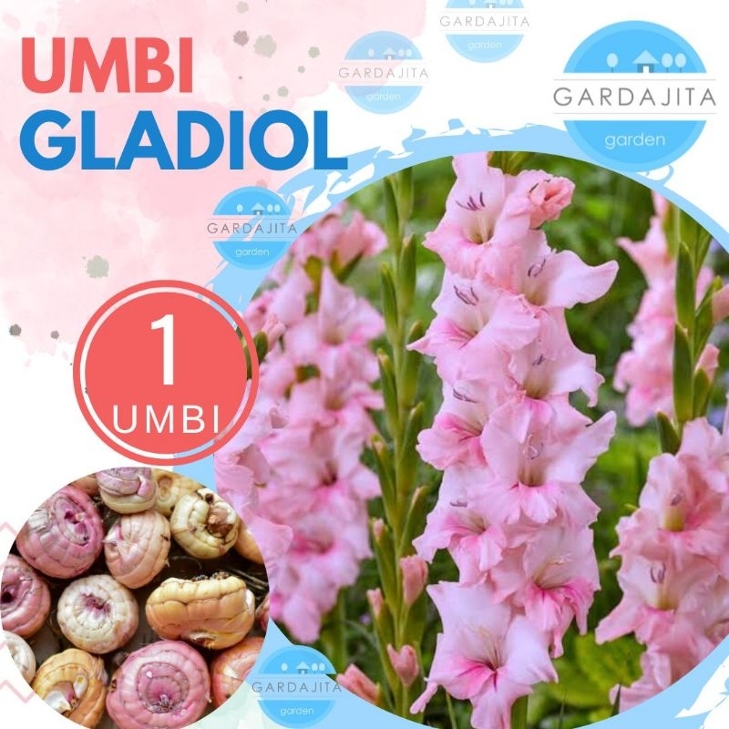 UMBI GLADIOL PINK - Bibit Bunga