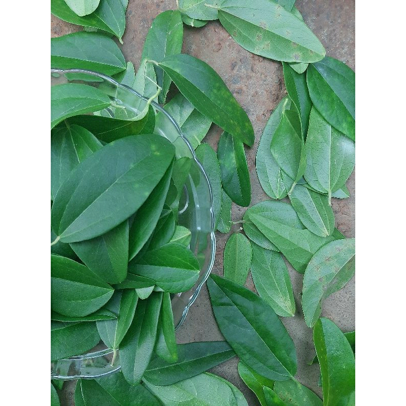 

DAUN CINCAU JELLY RAMBAT FRESH