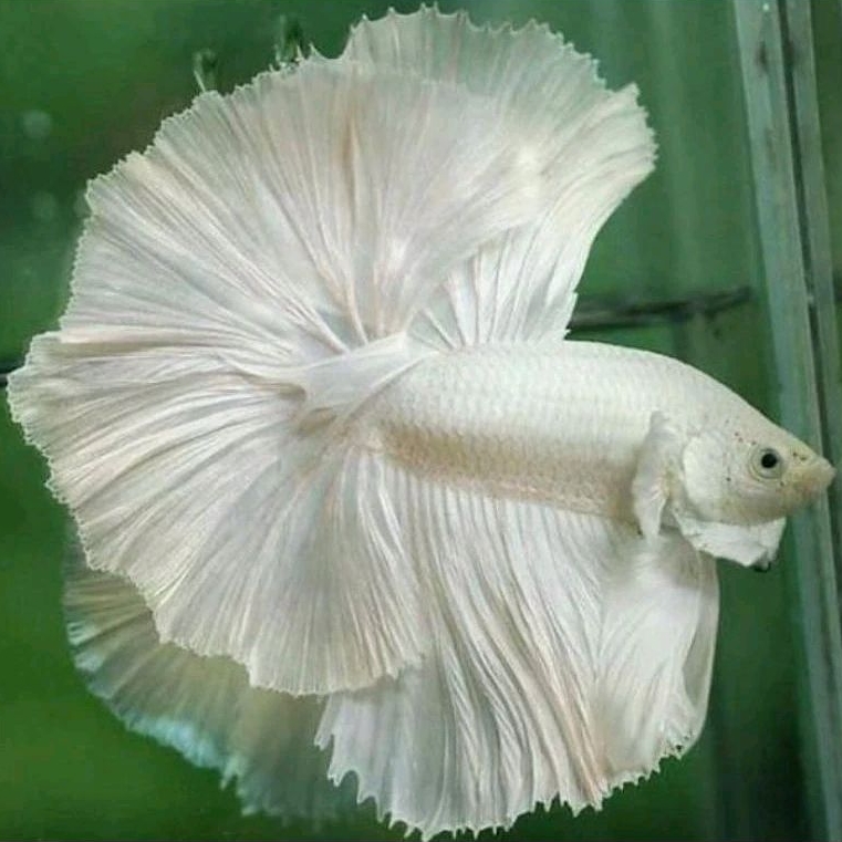 Ikan Cupang Halfmoon Rosetail White Platinum