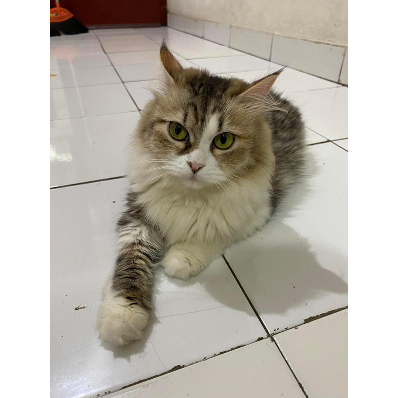 KHUSUS KUCING DEWASA