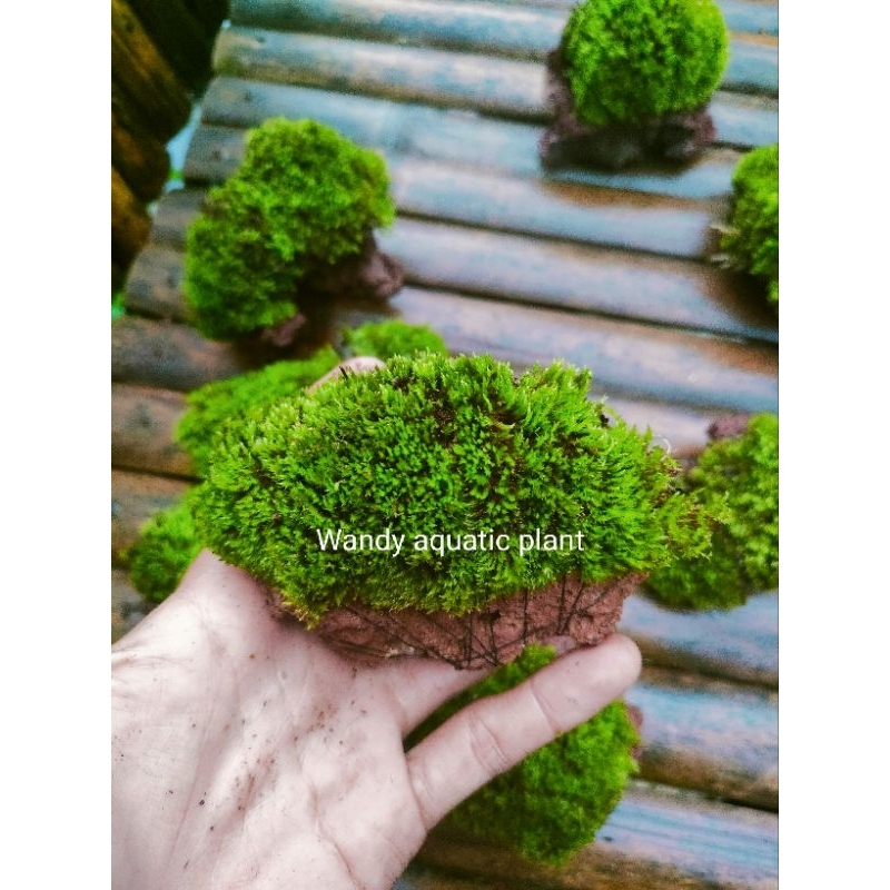 batu lavarock  Moss paludarium terarium