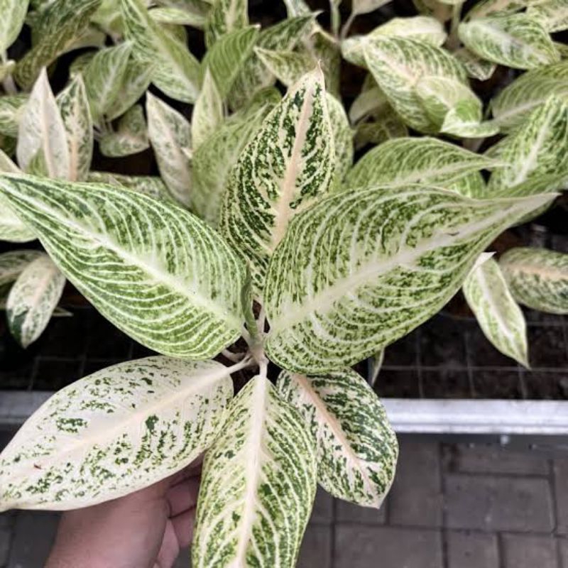 tanaman hias aglaonema white legacy