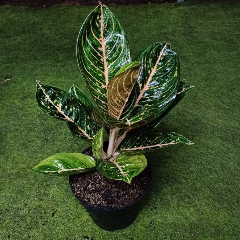 Aglonema black Widuri tulang Oren