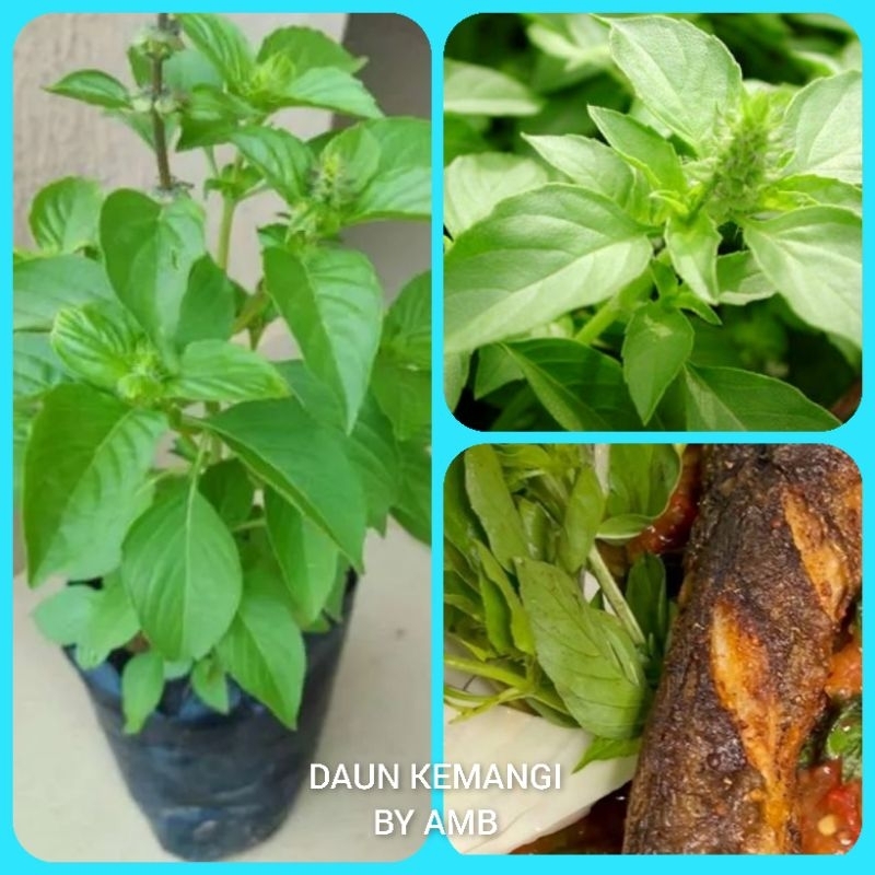 Bibit Tanaman Daun Kemangi Bibit Kemangi Tanaman Kemangi Hidup