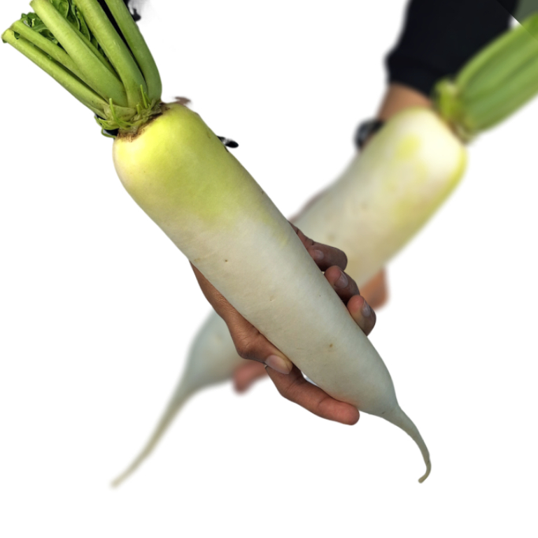 

SAYUR SEGAR - LOBAK PUTIH / LOBAK PUTIH/ LOBAK PUTIH MURAH SEGAR