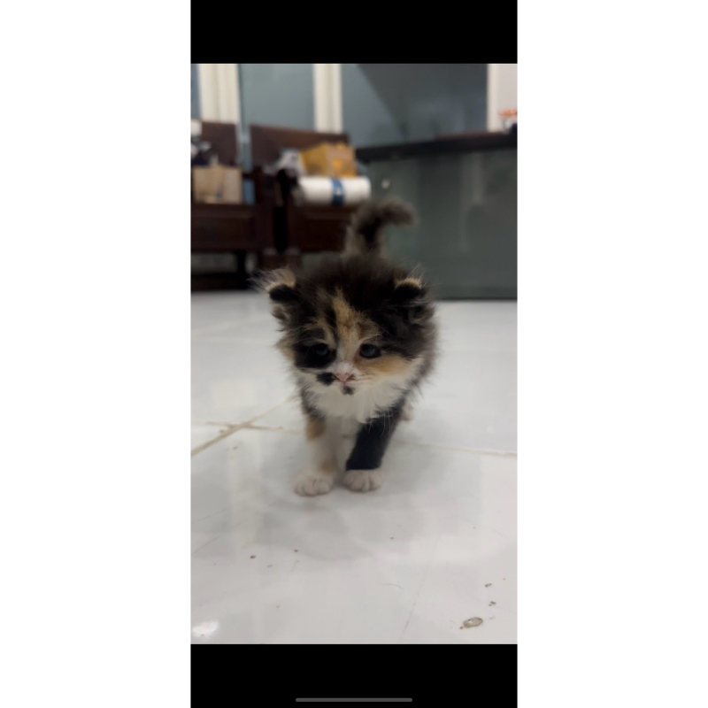 anakan kucing persia anak kucing persia kitten persia murni non mix