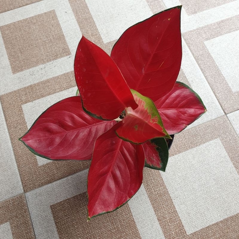 Aglaonema Suksom Tanian Lokal Dewasa