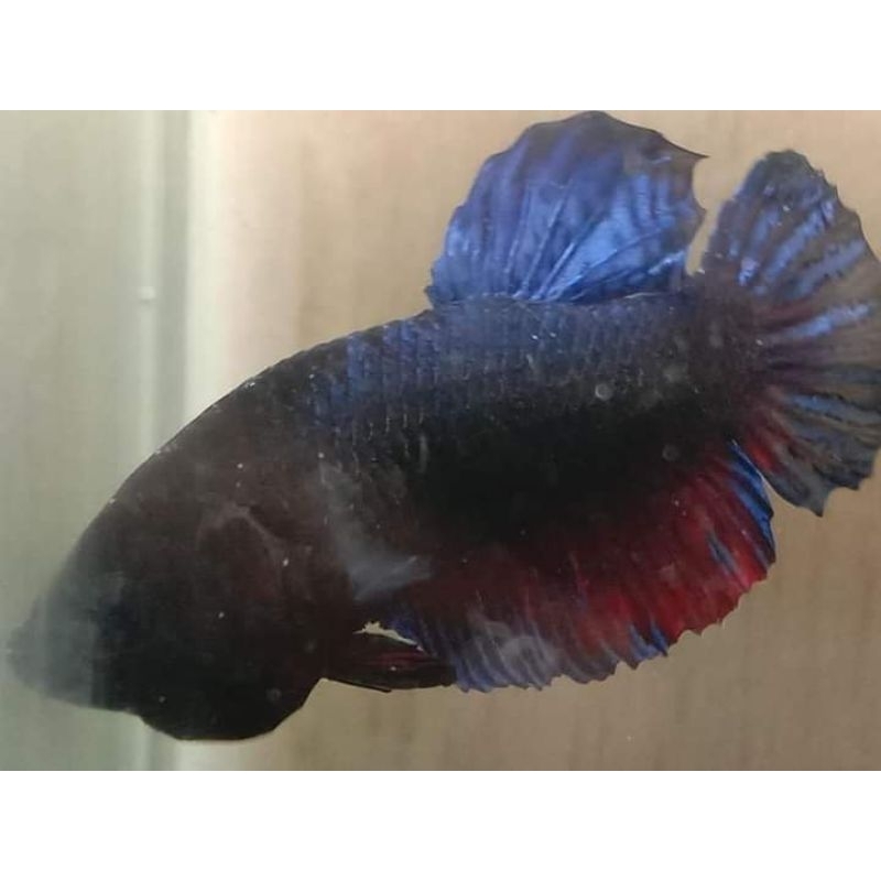 ikan cupang aduan line blood port thailand X vietnam