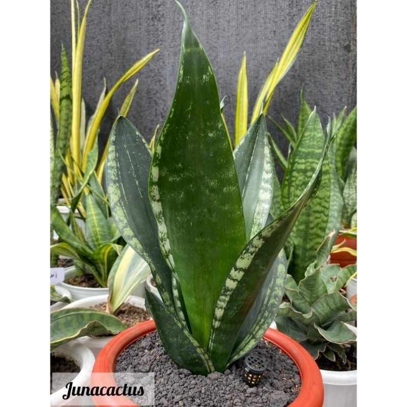 Sansevieria Whitney Size Pot 20 cm