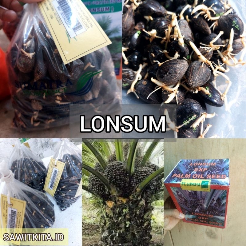 bibit kecambah sawit lonsum berkualitas unggul