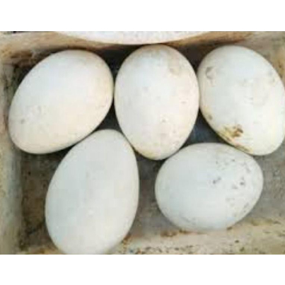 

telur angsa busuk gagal netas