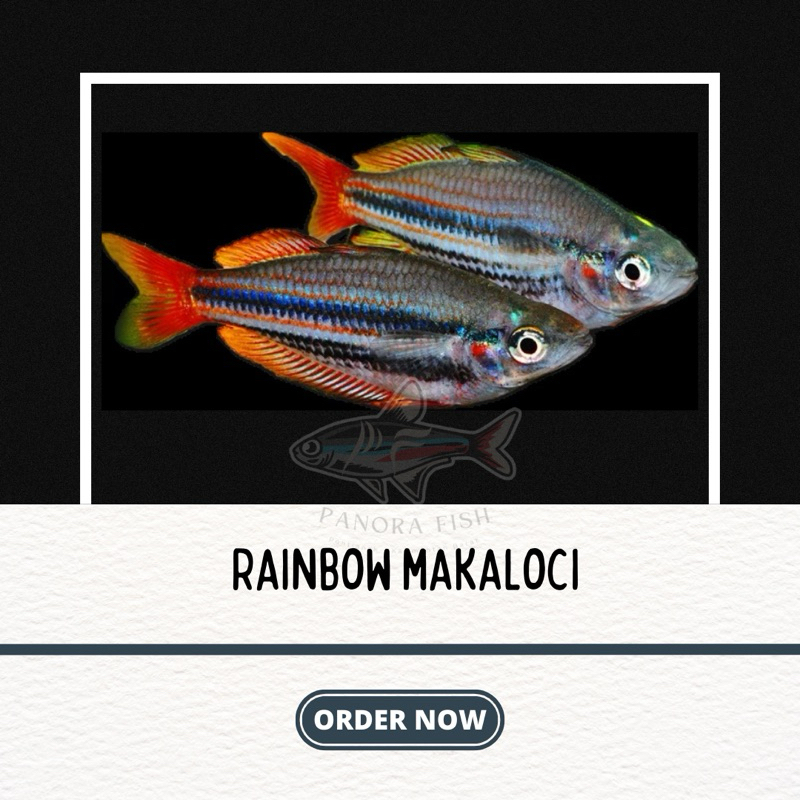 perlengkapan aquarium Rainbow makaloci